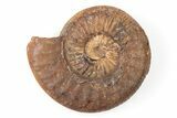 Iron Replaced Ammonite Fossil - Boulemane, Morocco #196581-1